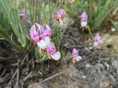 Pelargonium caespitosum