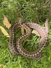 Thamnophis elegans vagrans