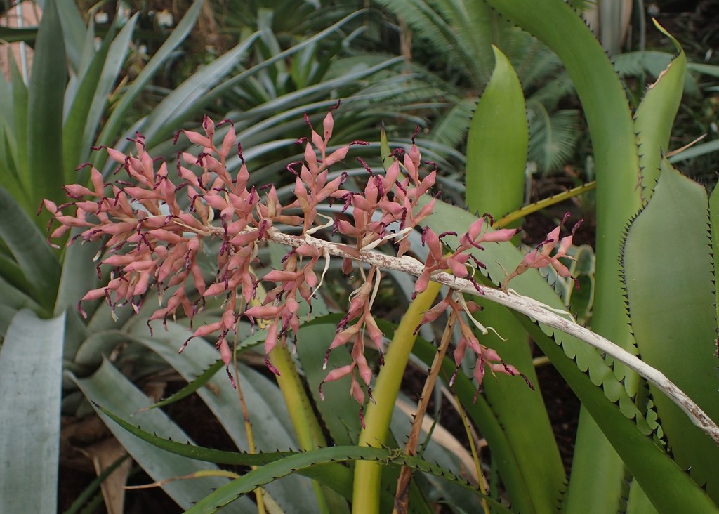 Aechmea purpureorosea