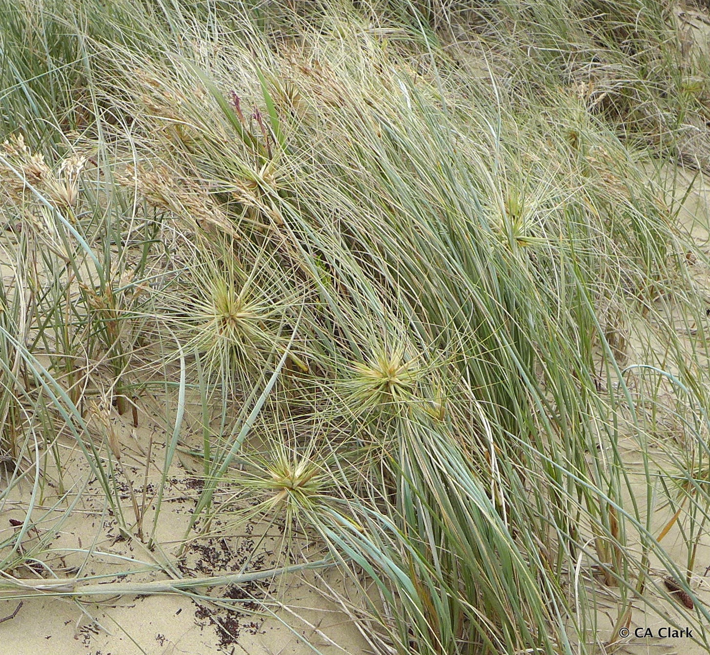 Spinifex grass online