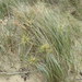 Beach Spinifex - Photo (c) sea-kangaroo, some rights reserved (CC BY-NC-ND), uploaded by sea-kangaroo
