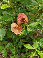 Exobasidium ferrugineae