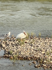 Pelecanus erythrorhynchos