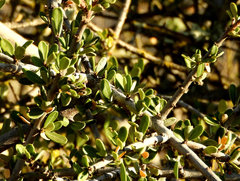 Ceanothus cuneatus cuneatus
