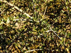 Ceanothus cuneatus cuneatus