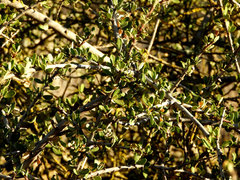 Ceanothus cuneatus cuneatus