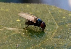 Silba adipata