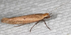 Ypsolopha unicipunctella