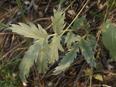 Potentilla effusa