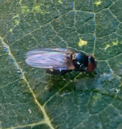 Black Fig Fly