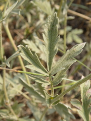 Potentilla effusa
