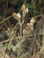 Potentilla effusa