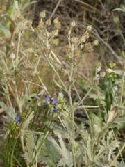 Potentilla effusa