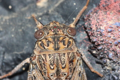 Cicada barbara lusitanica