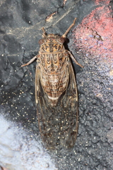 Cicada barbara lusitanica