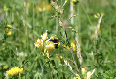 Bombus nevadensis
