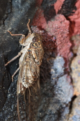 Cicada barbara lusitanica