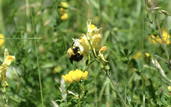 Bombus nevadensis