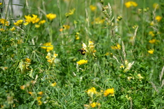 Bombus nevadensis
