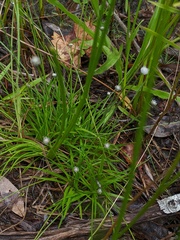Lachnocaulon anceps