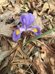 Iris verna