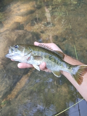 Micropterus warriorensis