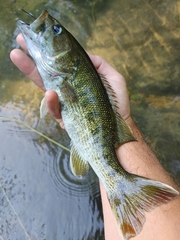 Micropterus warriorensis