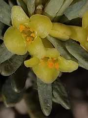 Thymelaea tinctoria