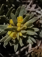 Thymelaea tinctoria