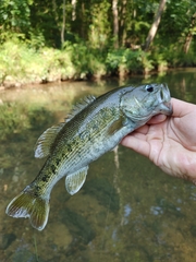 Micropterus warriorensis