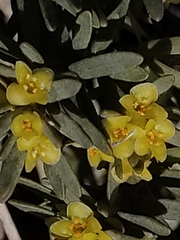 Thymelaea tinctoria