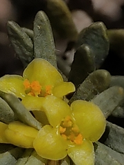 Thymelaea tinctoria