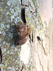 Neotibicen