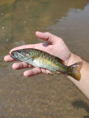 Micropterus cahabae