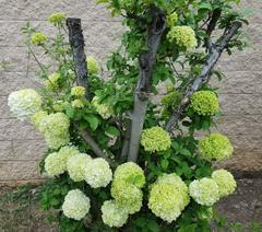 Viburnum macrocephalum