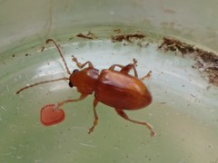 Neocrepidodera ferruginea