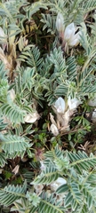 Astragalus sempervirens