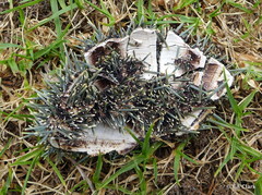 Evechinus chloroticus