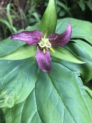 Trillium ovatum ovatum