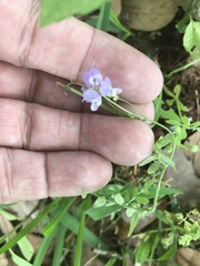 Vicia ludoviciana