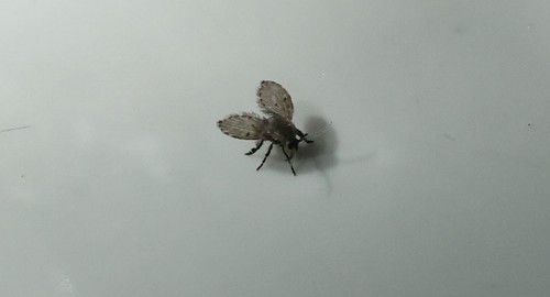 photo of Bathroom Moth Fly (Clogmia albipunctata)