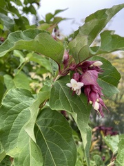 Leycesteria