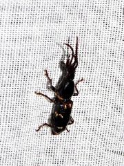 Orfilaia vulsellata