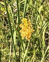 Platanthera ciliaris