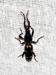Orfilaia vulsellata