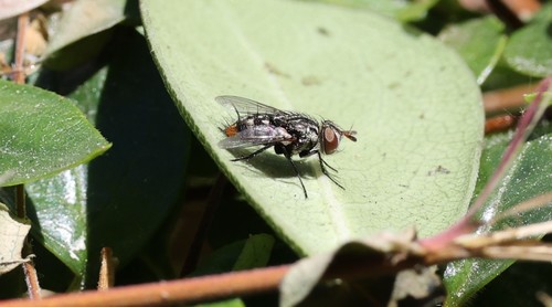 photo of Bot Flies, Blow Flies, And Allies (Oestroidea)