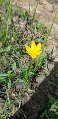 Zephyranthes citrina