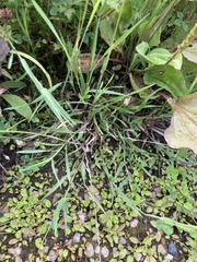 Phleum bertolonii