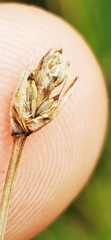 Eleocharis quinqueflora