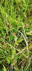 Eleocharis quinqueflora
